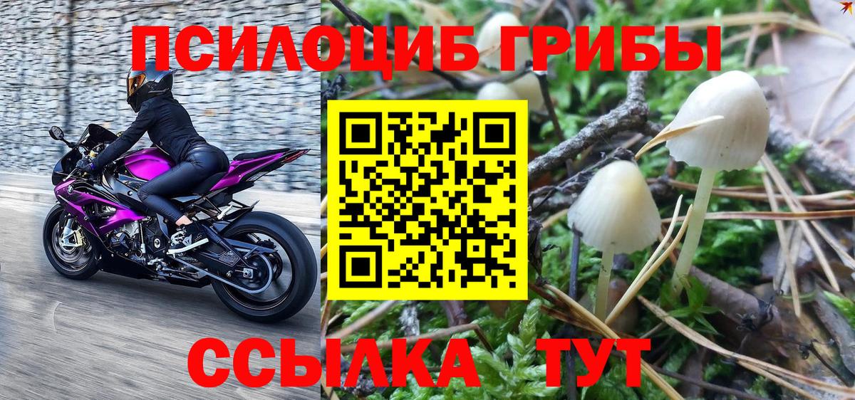 Псилоцибиновые грибы мицелий Фурманов